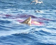 05-ataques-de-tubaroes-na-california-1