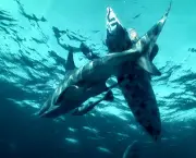 05-ataques-de-tubaroes-na-california-3