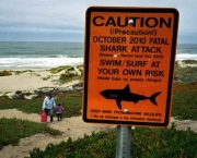 05-ataques-de-tubaroes-na-california-4