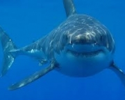 05-ataques-de-tubaroes-na-california-5