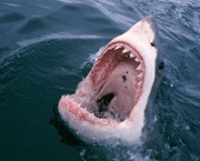 05-ataques-de-tubaroes-na-california-6