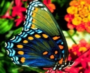 borboletario-flores-que-voam-pontos-turisticos-de-campos-do-jordao-3