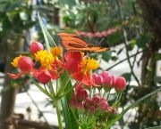 borboletario-flores-que-voam-pontos-turisticos-de-campos-do-jordao-5