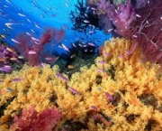 corais-australia-2