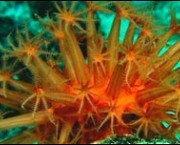 corais-australia-5