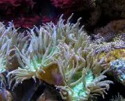 corais-australia-9