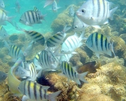 costa-dos-corais-11