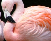 flamingos-e-degelo-dos-andes-2