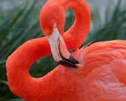 flamingos-e-degelo-dos-andes-3
