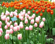 jardim-das-tulipas-de-keukenhof-1