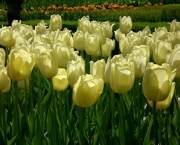 jardim-das-tulipas-de-keukenhof-5