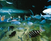 kelly-tarltons-underwater-world-7