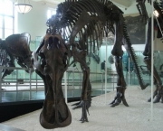 museu-americano-de-historia-natural2