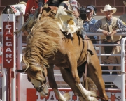 o-rodeio-calgary-stampede-10
