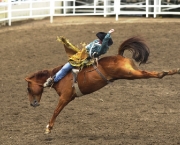 o-rodeio-calgary-stampede-7