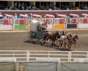 o-rodeio-calgary-stampede-8