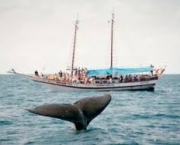 observar-baleias-na-praia-do-forte-1