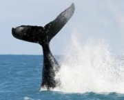 observar-baleias-na-praia-do-forte-2