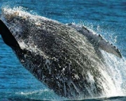 observar-baleias-na-praia-do-forte-5