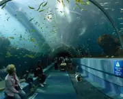 okinawa-churaumi-aquarium11