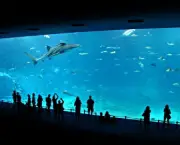 okinawa-churaumi-aquarium5