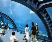 okinawa-churaumi-aquarium7