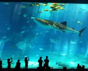 okinawa-churaumi-aquarium8