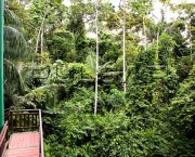 Vegetação e mirante no Parque Ambiental Chico Mendes