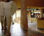 shamwari-game-reserve-na-africa-do-sul-hotel-elephant-safari-park-lodge-e-vaux-le-vicomte-4