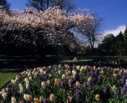 STANLEY PARK - Rose Garden - Spring