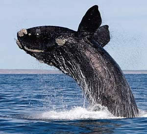 Baleias Francas em Santa Catarina