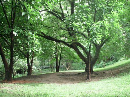 Parque São Domingos