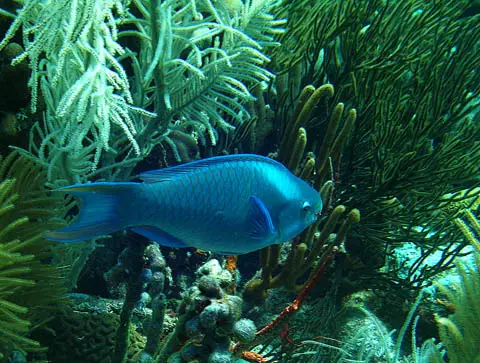 • Fauna encontrada nos Mergulhos em Cozumel