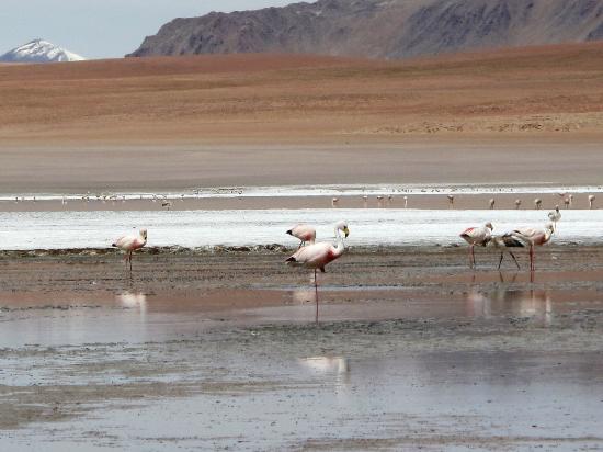 Flamingos e Degelo dos Andes