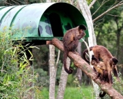 atracoes-para-as-criancas-em-curitiba4