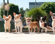 BEVERLY HILLS CHIHUAHUA 2