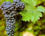 bourgogne-vinhos-e-territorios15