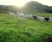 cidade-de-torrinha-15