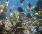 dallas-aquarium-10