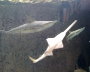 dallas-aquarium-11