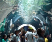dallas-aquarium-4