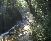 floresta-da-tijuca-rio-de-janeiro10