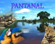 Hotel Fazenda Pantanal (1).jpg