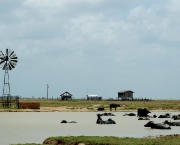 ilha-de-marajo-14