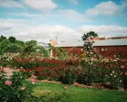 jardim-botanico-de-adelaide-6