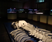 museu-oceanografico1