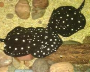 o-dallas-aquarium-5