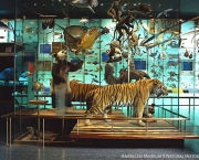 o-museu-americano-de-historia-natural-10