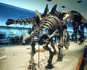 o-museu-americano-de-historia-natural-13