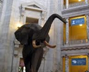 o-museu-americano-de-historia-natural-14